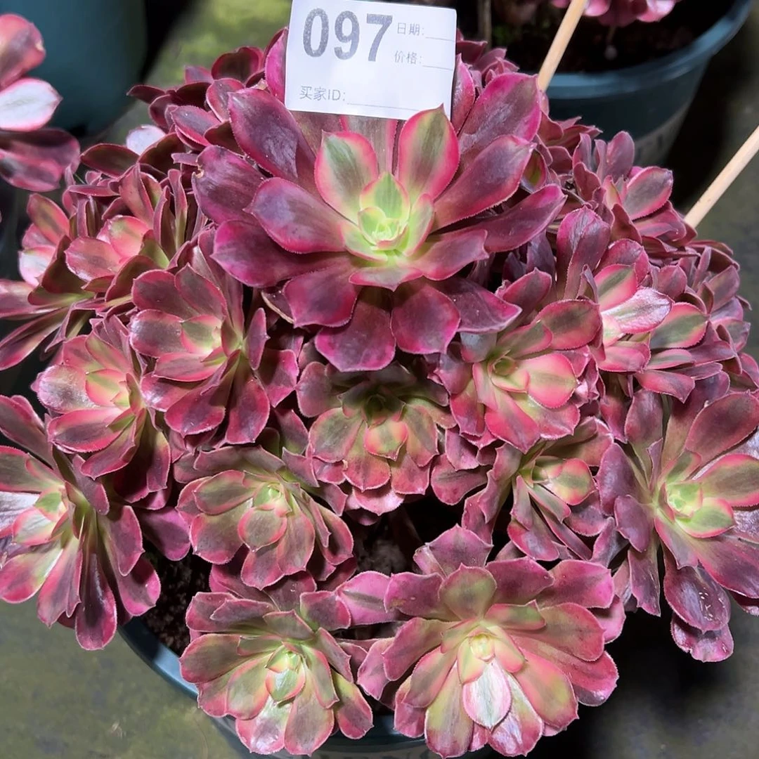 097美杜莎多肉法师