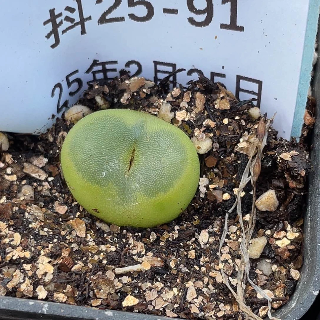 25-91水晶鞋多肉植物