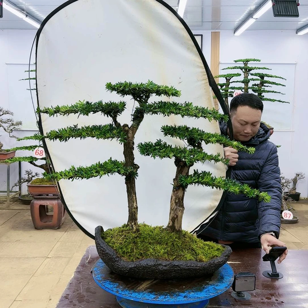 盆景欢迎大家一起来捡漏