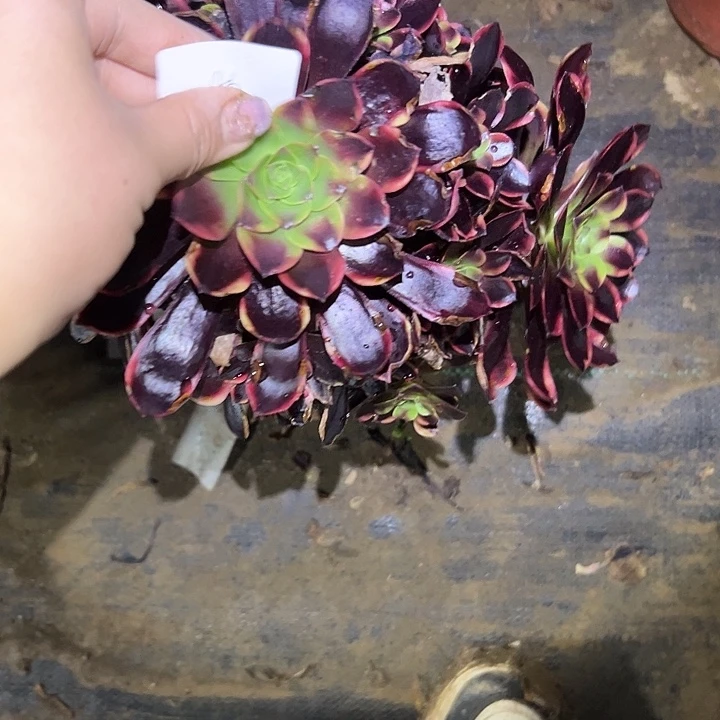 陌*多肉法师植物链接46