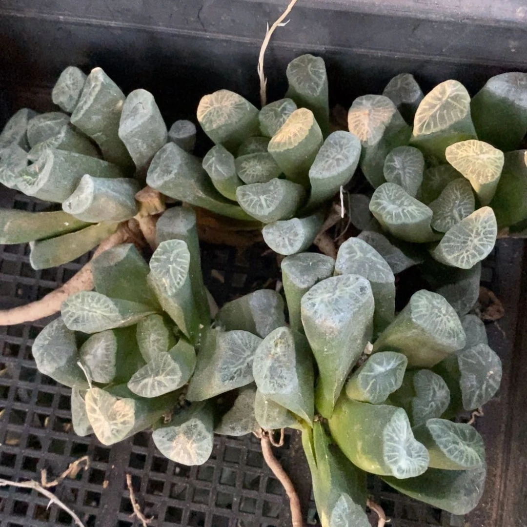 419 一颗大南天门万象苗 超级福利