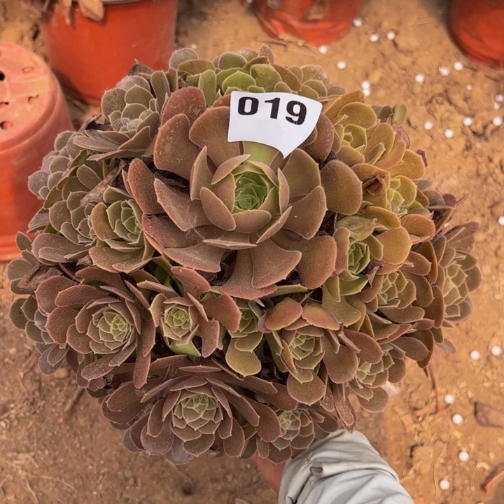 荷兰玫瑰多肉植物019
