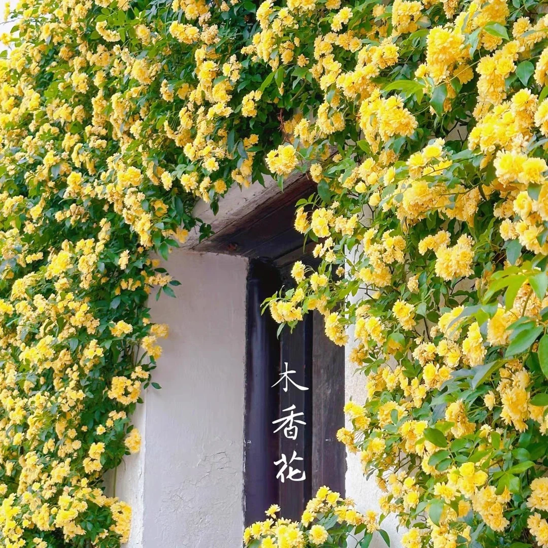 黄木香花苗爬藤植物庭院爬墙耐寒花卉浓香四季藤本月季盆栽