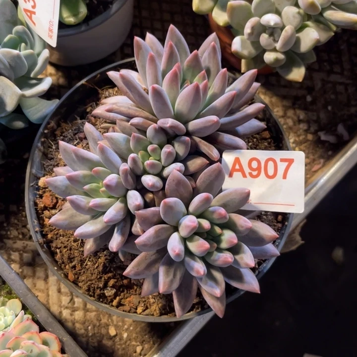 907 满20包邮脱土发货