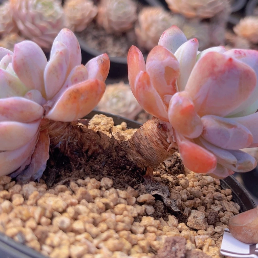 梦露2929多肉植物