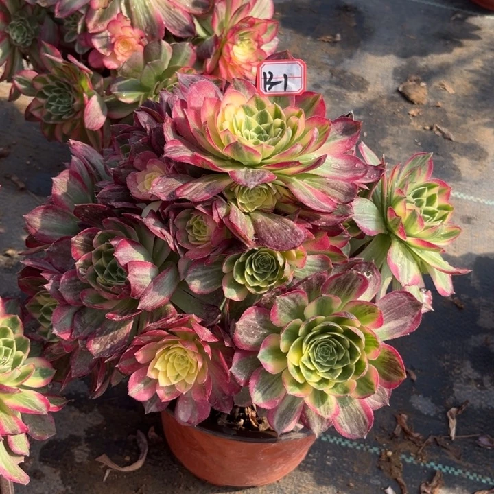 13-1海王清棚处理不售后多肉