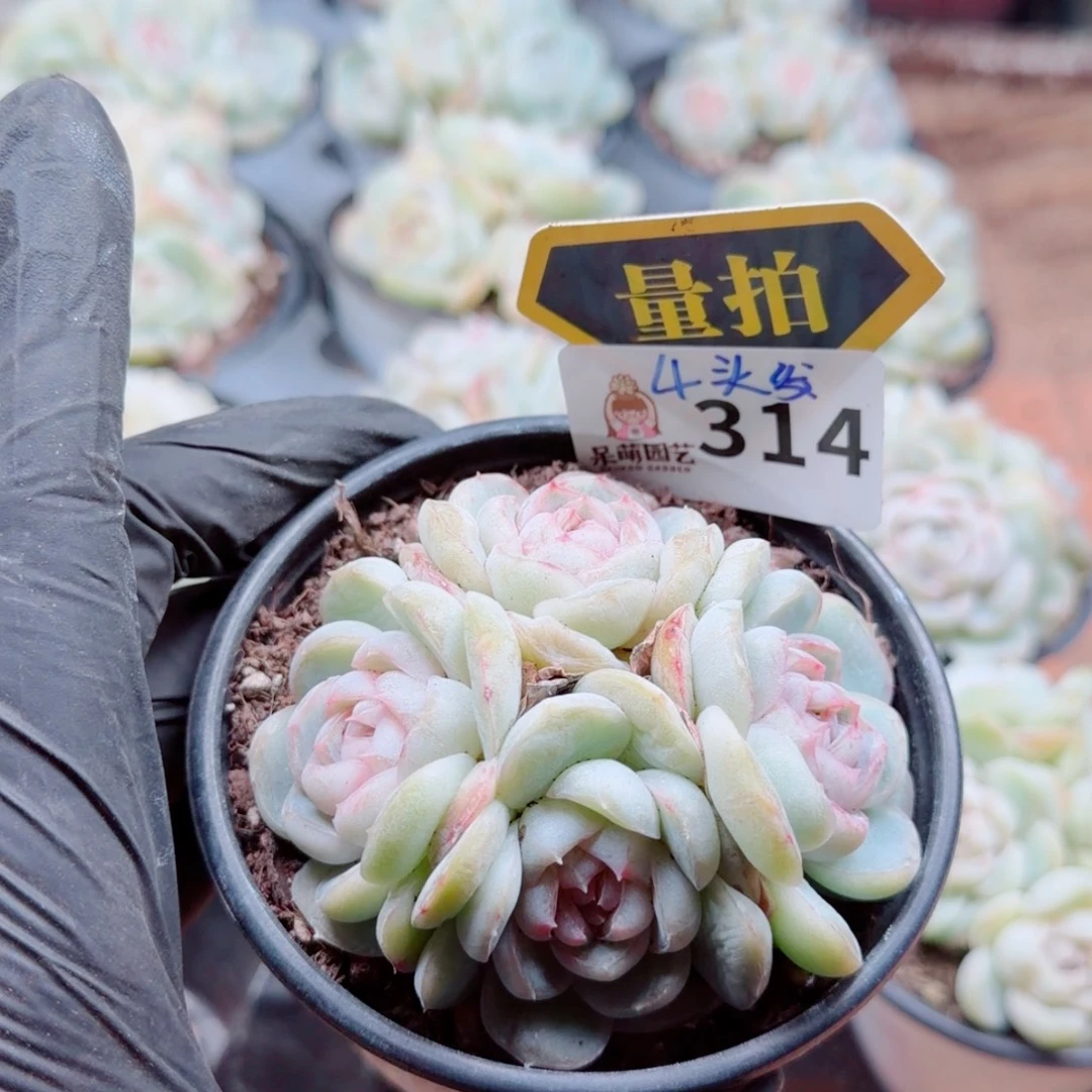 多肉植物多肉植物