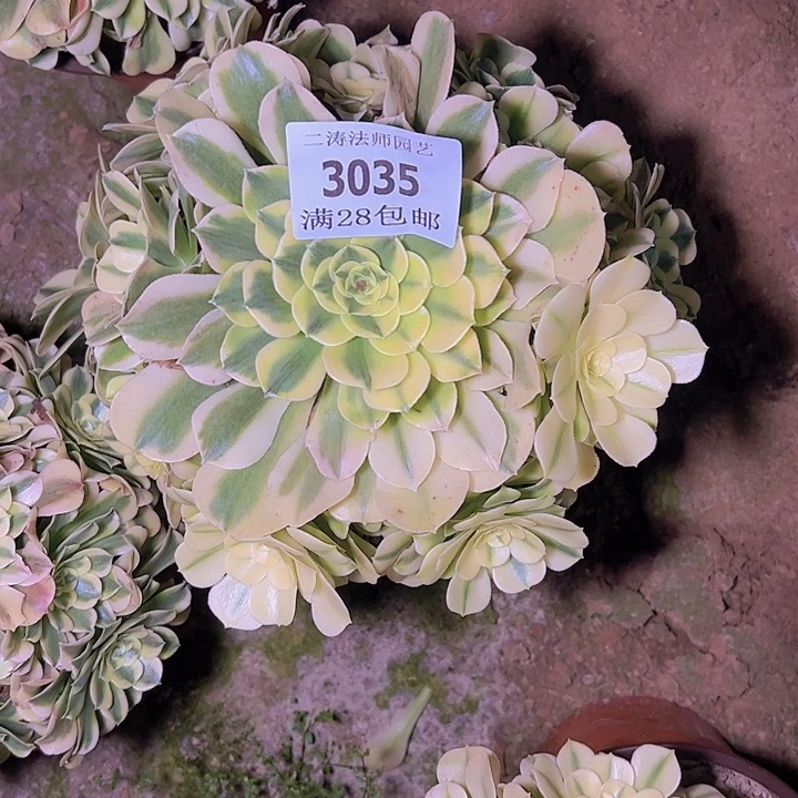 3035绿豆沙多肉植物