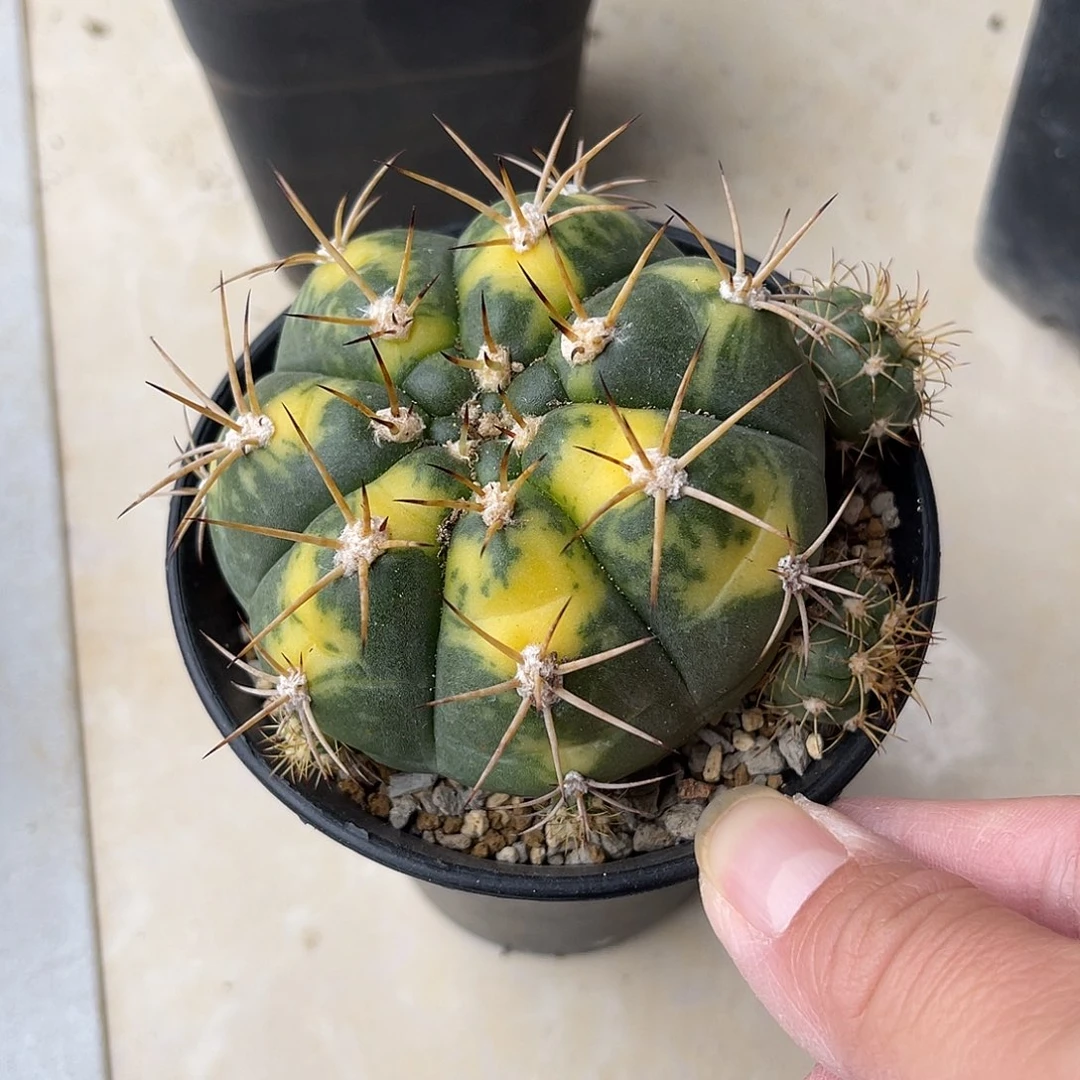 实生良宽锦仙人球一物一拍