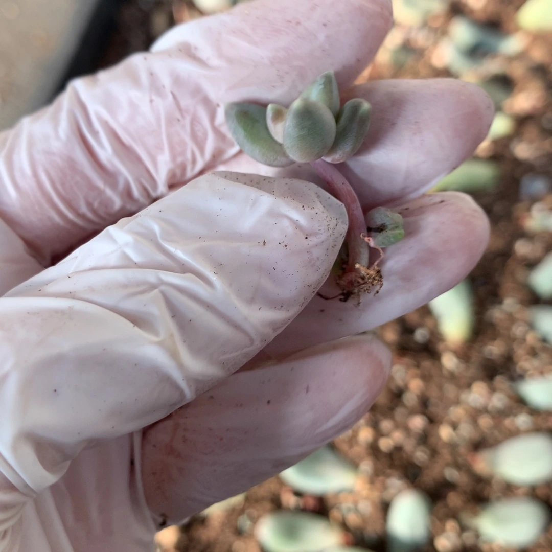 韩国天空美人天空美人