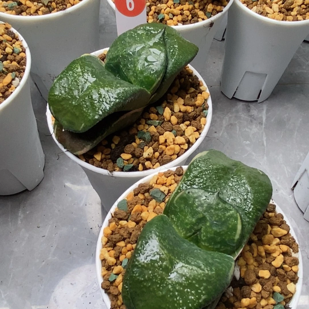 卧牛二个666666666666