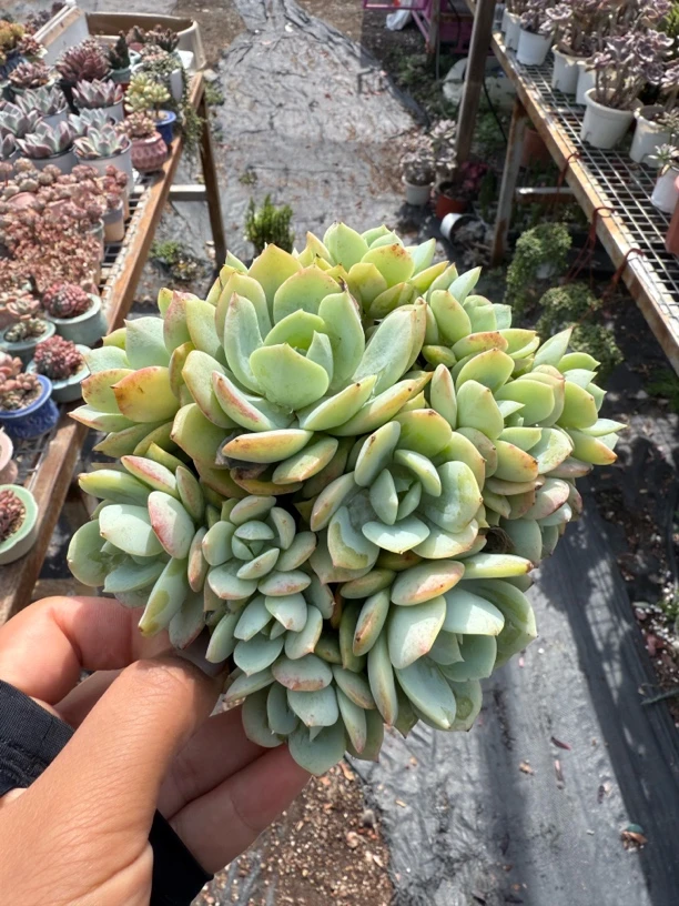 恋曲多肉植物12口径整群