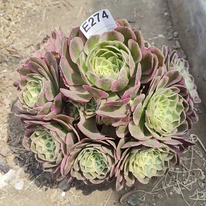 多肉植物玉姿捧花