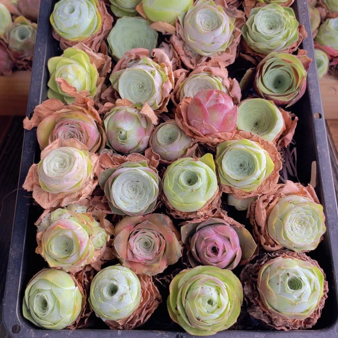 保底三十颗量拍+花篮