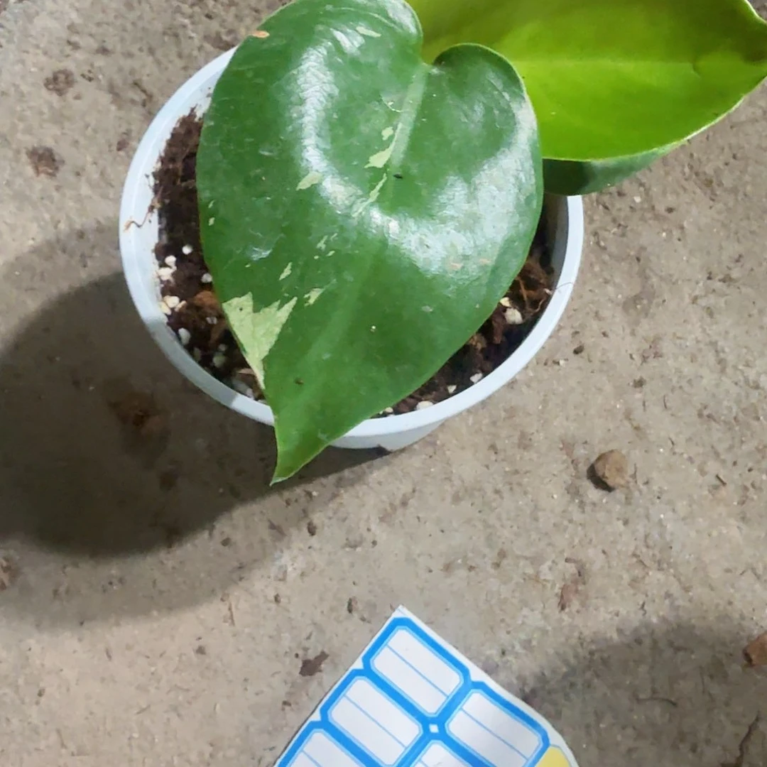 无花朵八***语薄荷龟背竹一物一拍