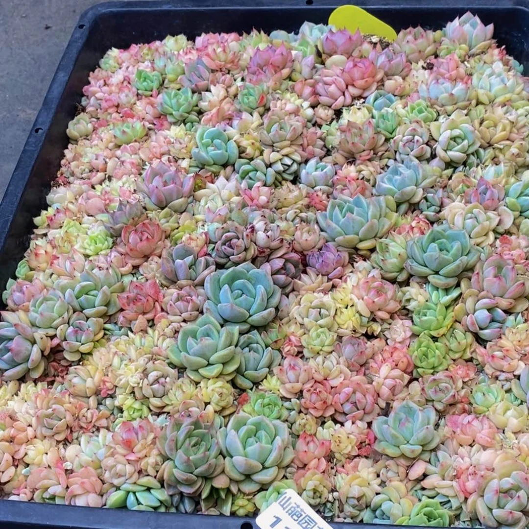 119多肉酱的做法大全怎么