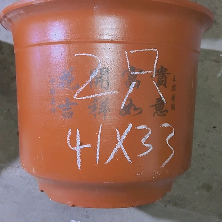 紫砂紫砂紫砂紫砂紫砂紫砂