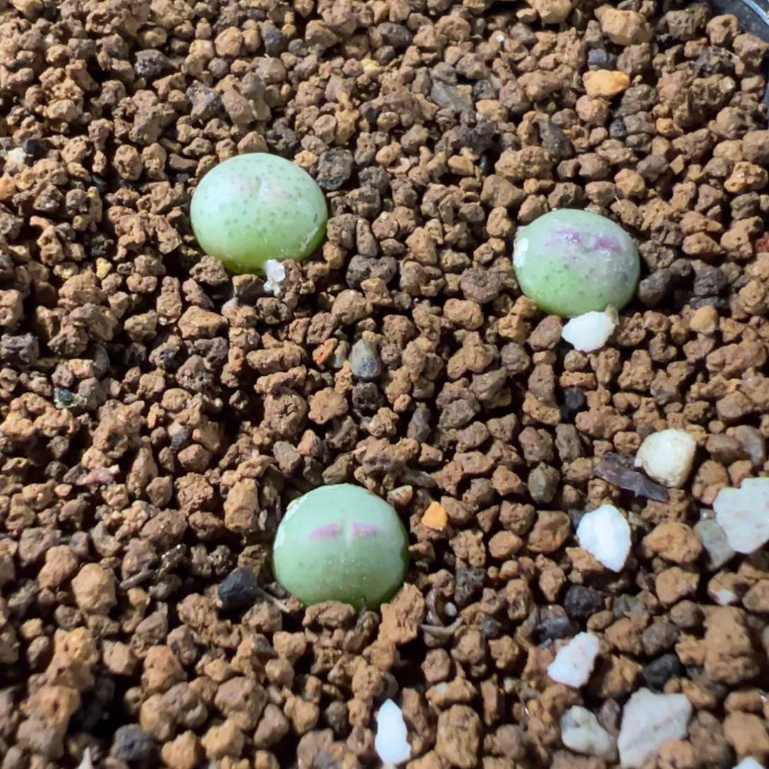 量拍1558皮卡丘小苗5颗