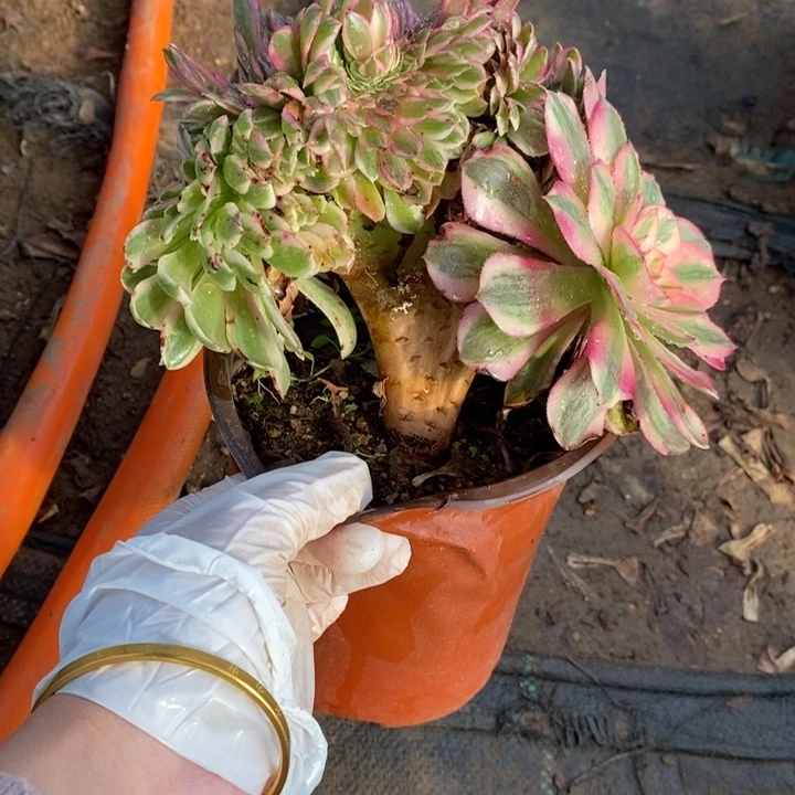 倾城缀11多肉植物法师法师