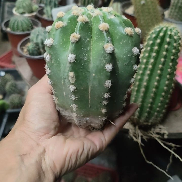 仙人球诺尔斯带根