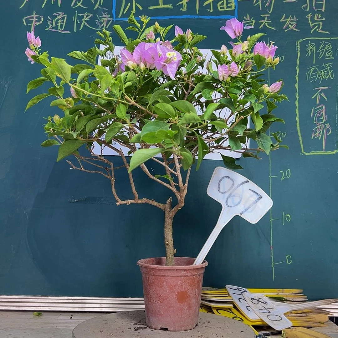 当前无花栽培后可以开花苹果花067