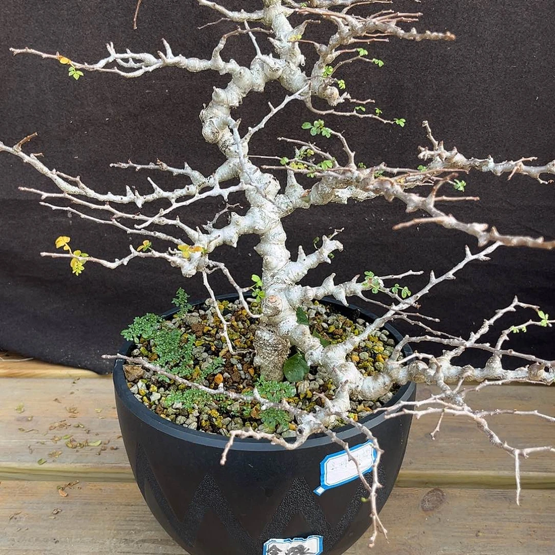 汤圆植物念珠橄榄