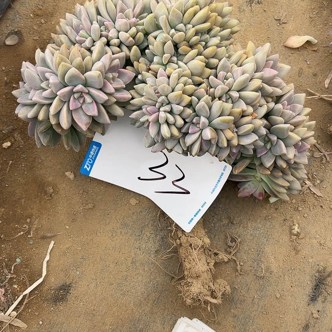 西***家33号淡雪缀化一物一拍