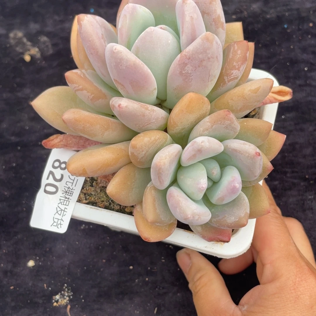 山****?820奥普林娜双头多肉植物