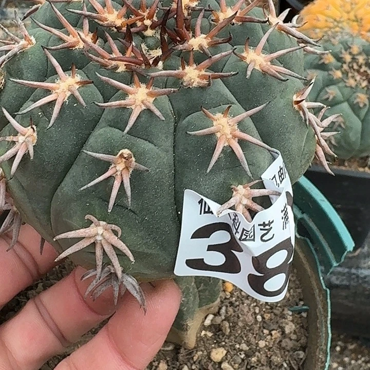 大***鸡无花朵苗接猫爪383