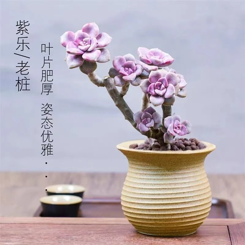 《满15元包邮》稀有贵货阿伦培群生老桩多肉植物