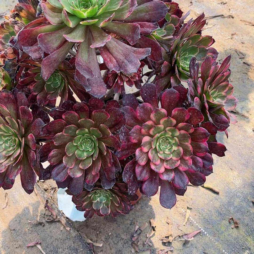 天****?多肉植物烟花387