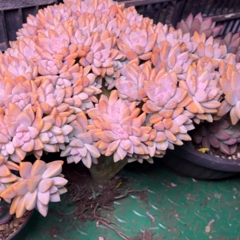 M****多肉植物的植物形态