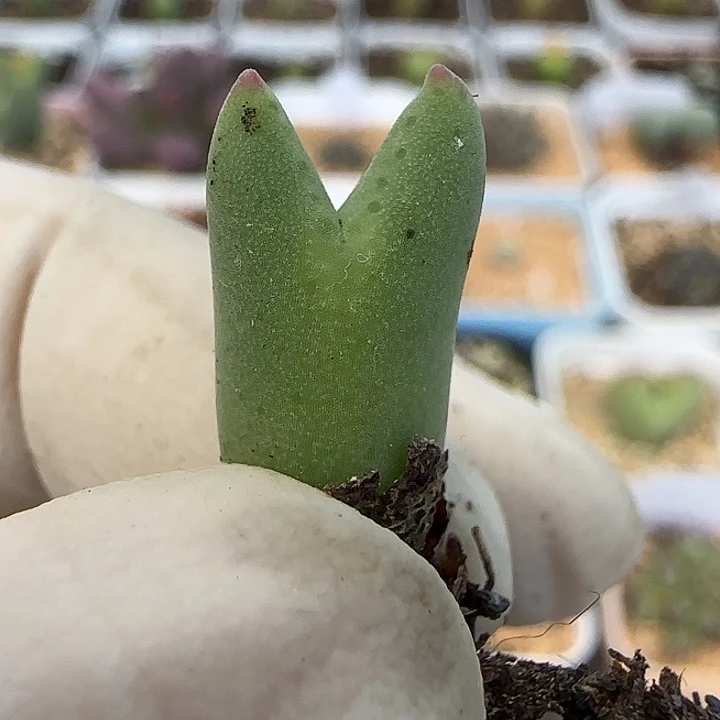 670皮卡丘福利福利福利