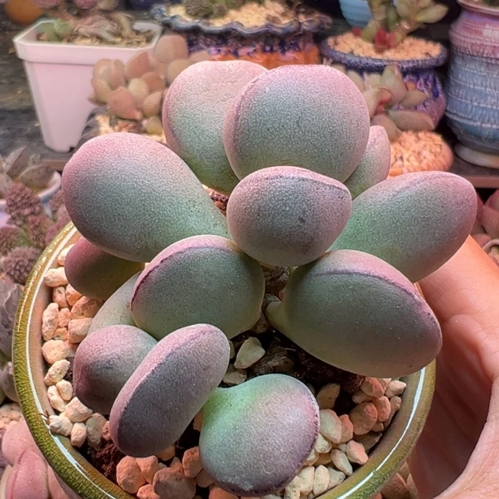 球球紫蛋。