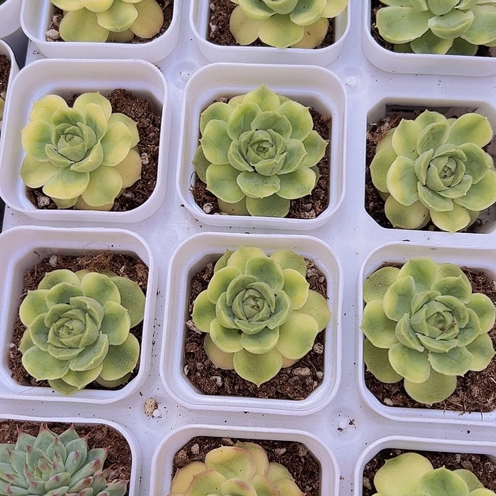 虾饺带盆多肉植物