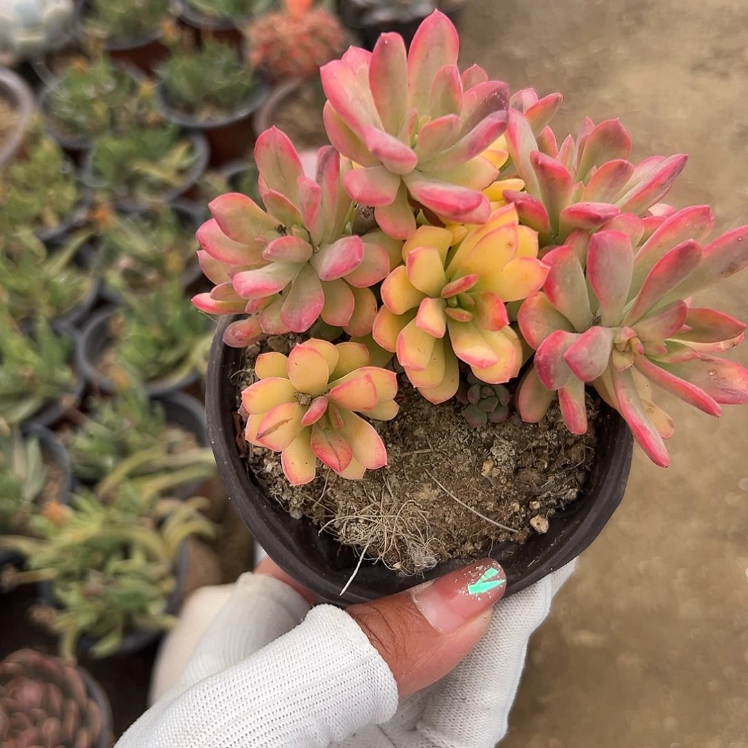 多肉植物红稚莲锦多肉