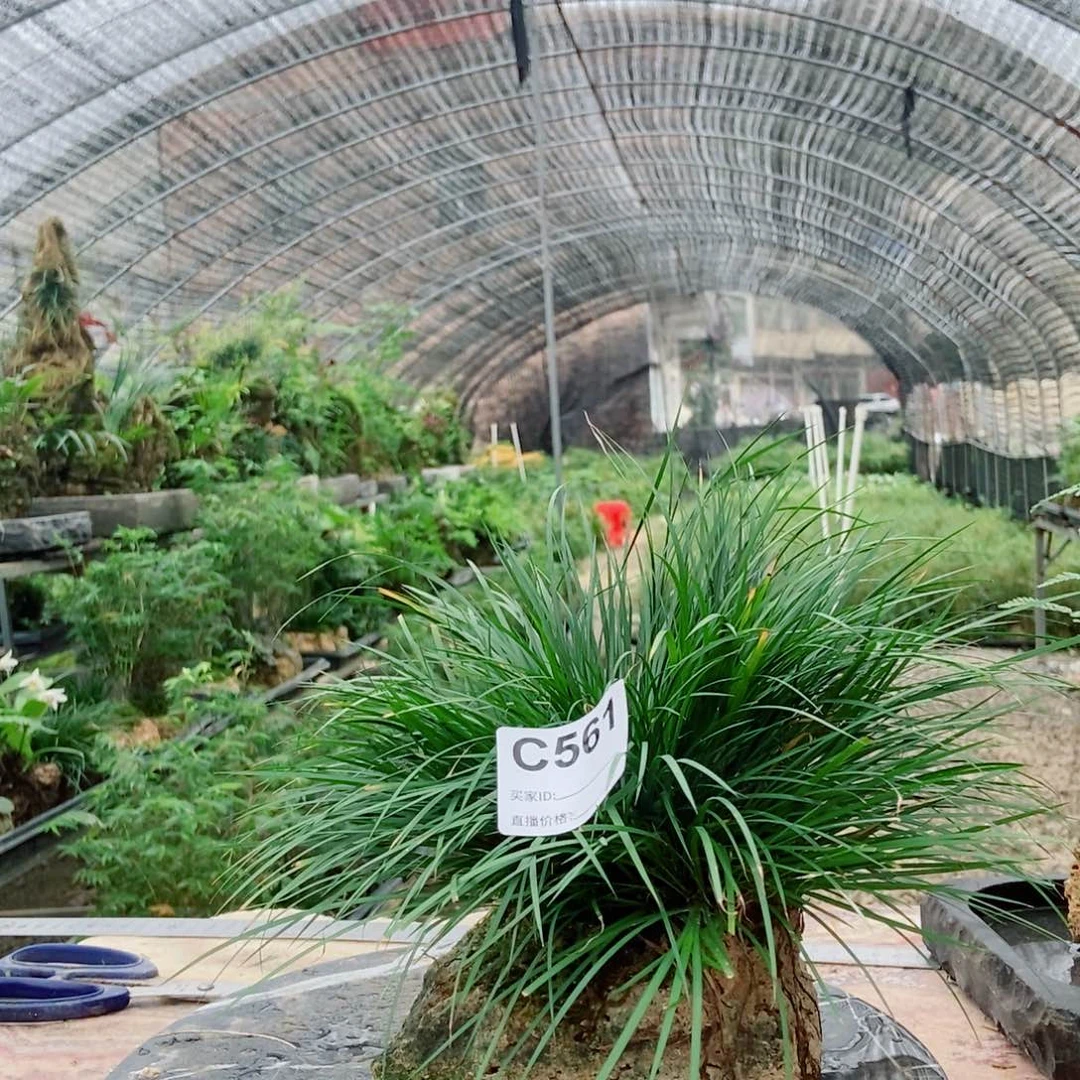 陶***闯无花朵1111111111111