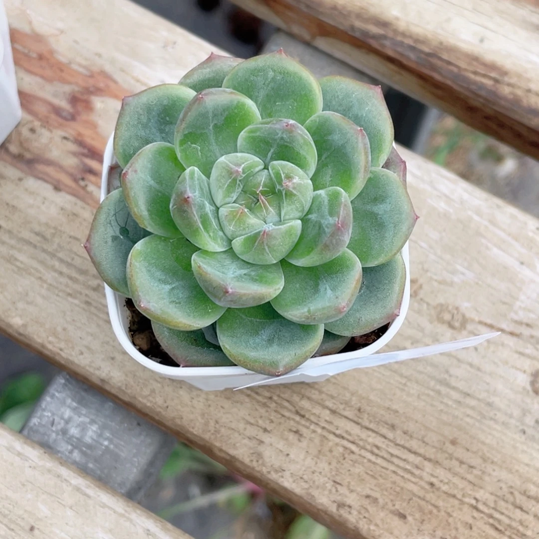 21号糖心冰心珍妮