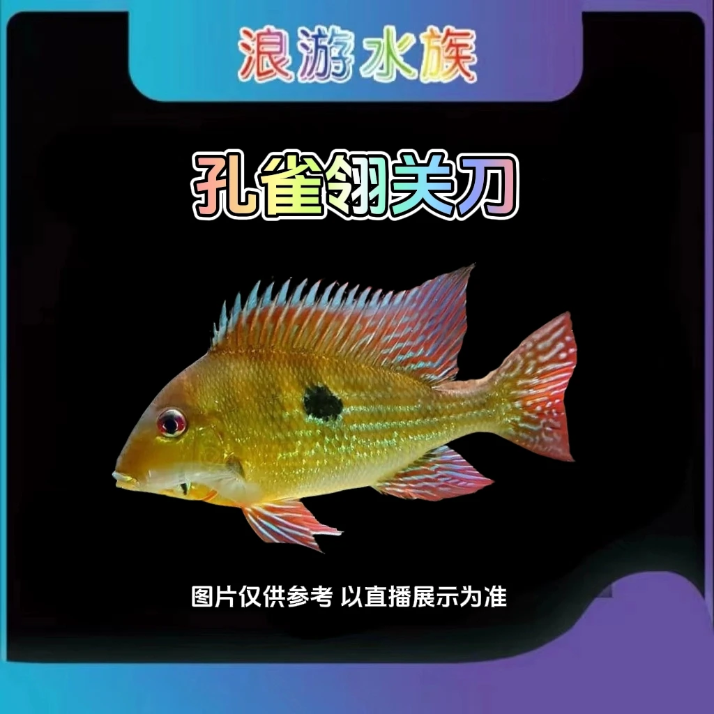 南美鱼野生食土鲷 血衣关刀 三点宝石 孔雀翎 尼姆宾金头 戴马廷