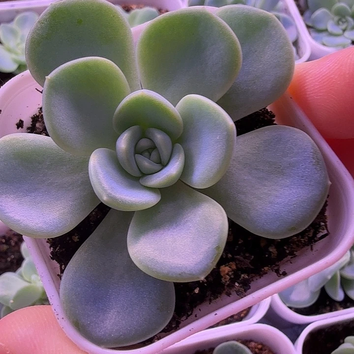 甜心2909帕帕拉恰一物一拍