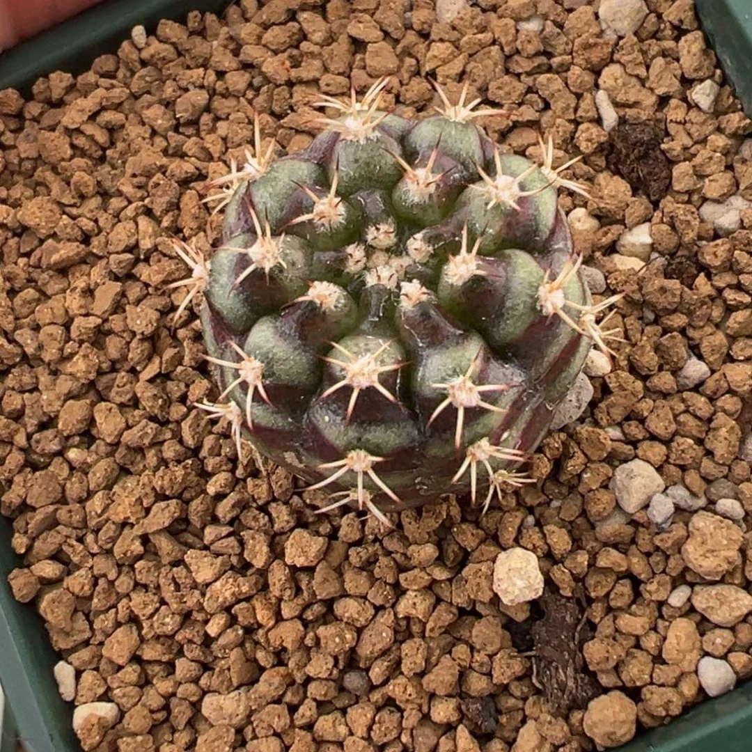 347 好看的米哈冲冲冲