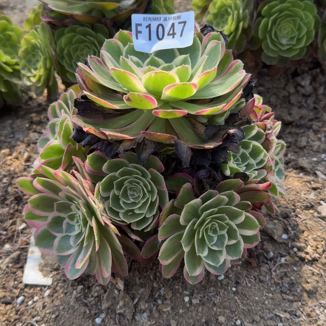 1047孔雀翎多肉植物