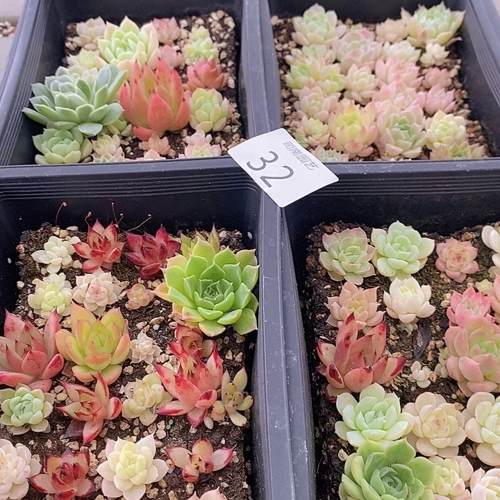 32 多肉植物盆栽花卉