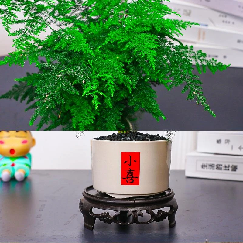 文竹盆栽植物室内书房办公室桌面小绿植好养