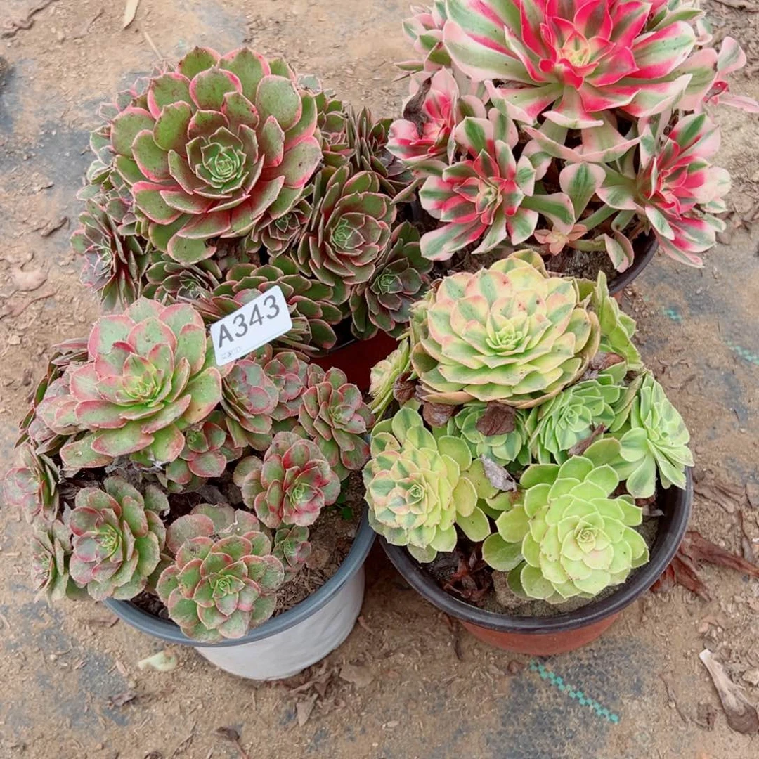 343四颗组合多肉植物法师