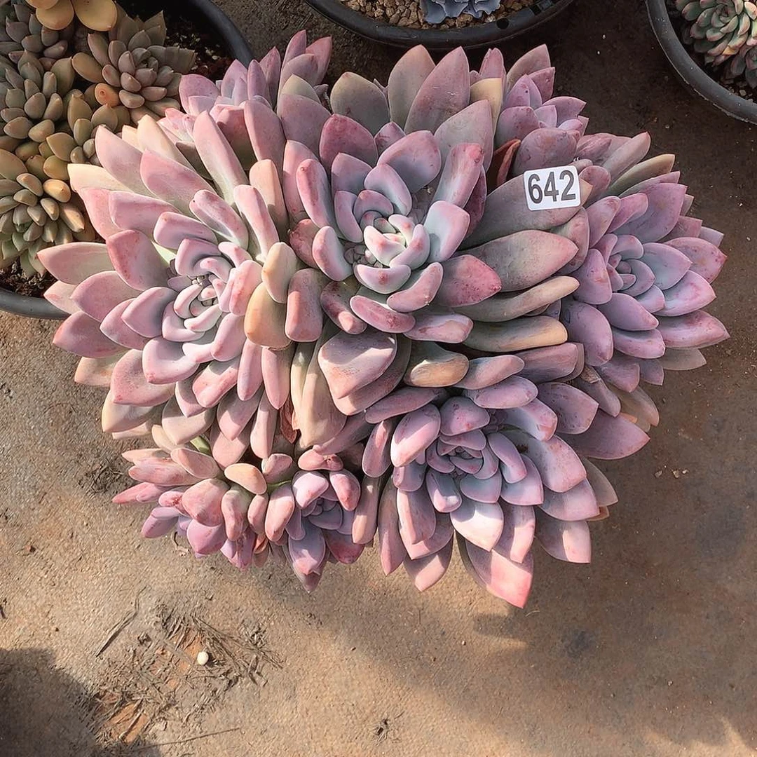 642奥普 一物一拍多肉