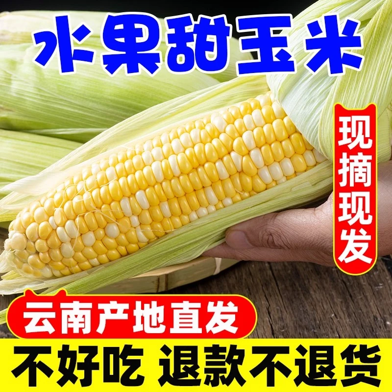 现摘现发云南金银双色水果玉米爆浆代餐甜玉米现摘带皮新鲜玉米棒