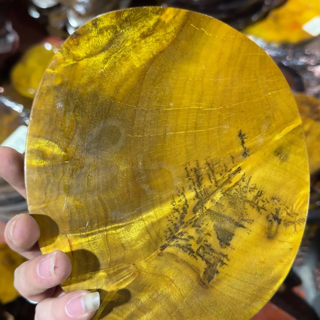 樟科（黄金檀）黄金樟干泡