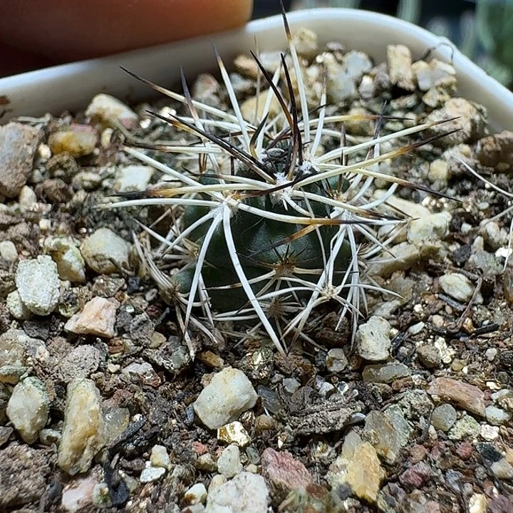 629强刺达氏青花虾脱土发货