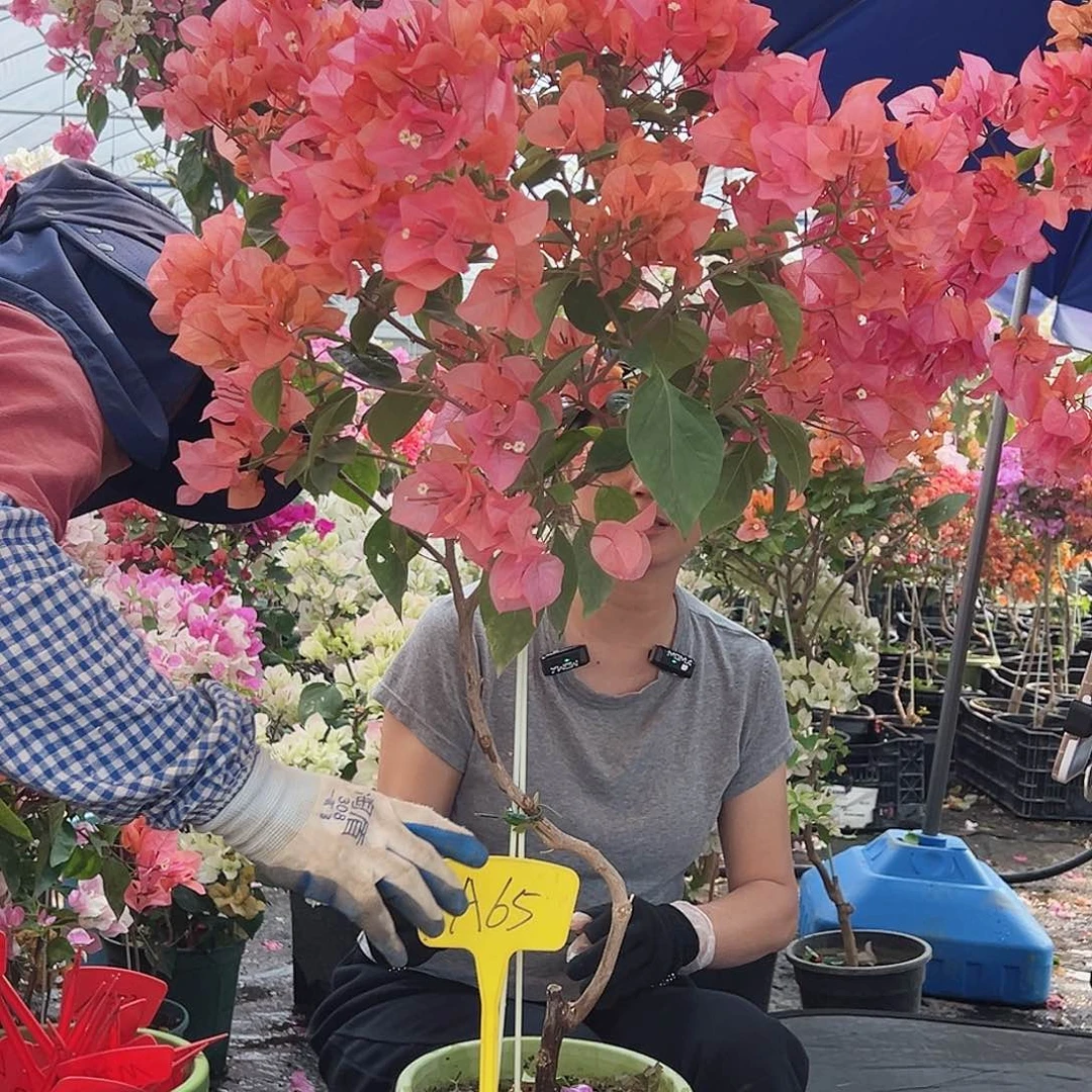 摔***帅大部分花苞少量开放A65波妹